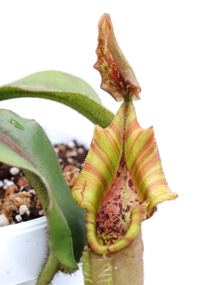 Nepenthes veitchii "striped" Murud x "Candy striped"