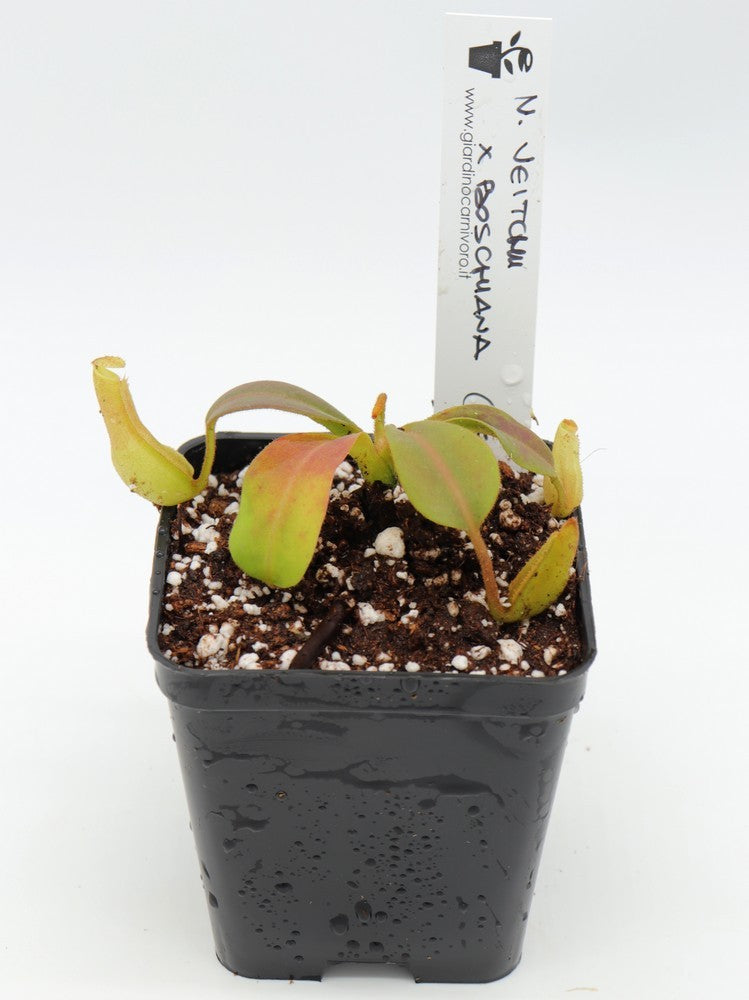 Nepenthes veitchii x boschiana (RSC)
