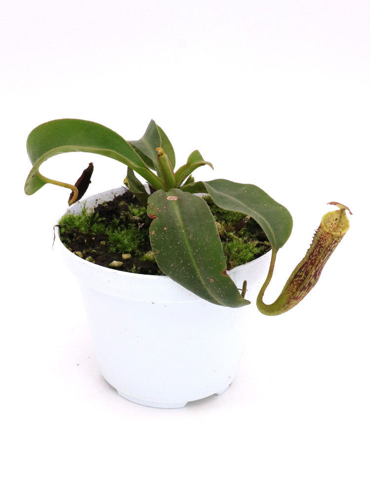 Nepenthes veitchii x vogelii