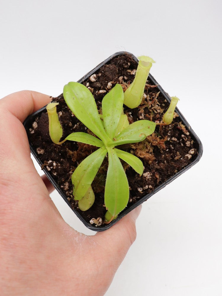 Nepenthes ventricosa