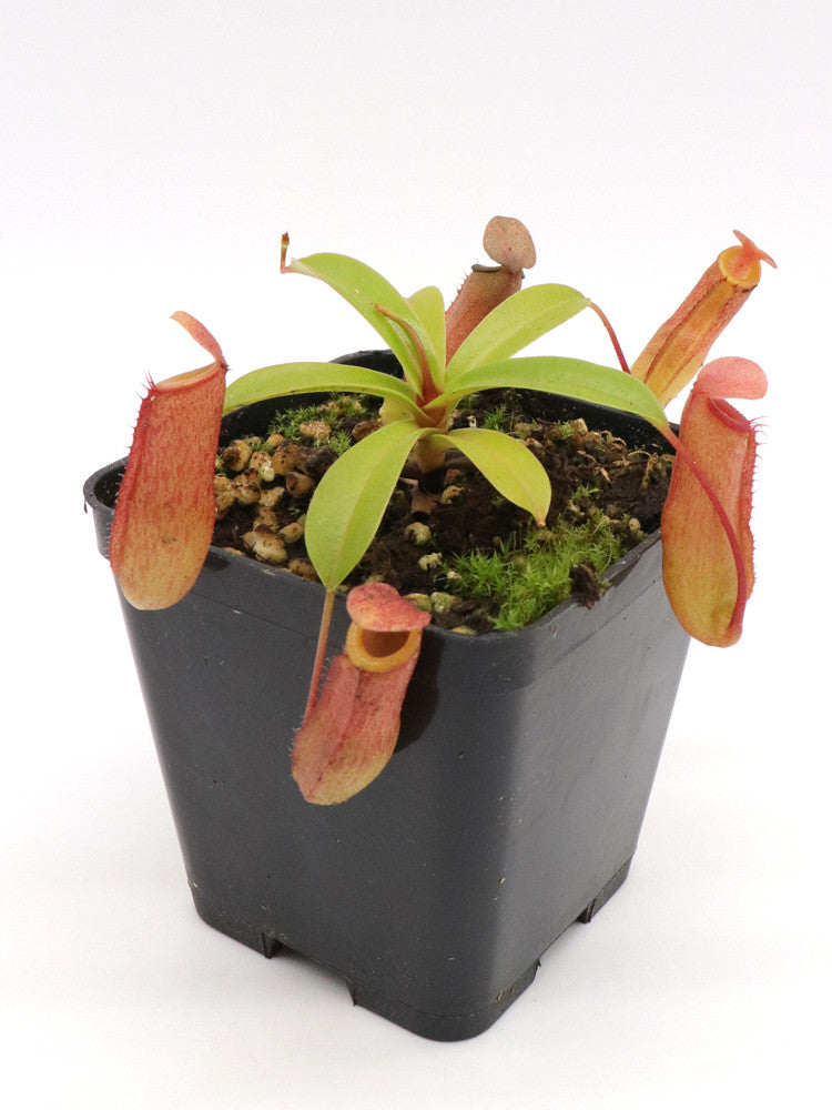 Nepenthes ventricosa x dubia BE-3742