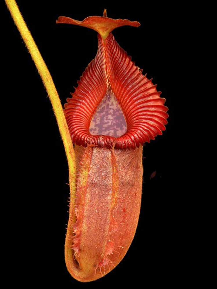 Nepenthes villosa x robcantleyi BE-4079