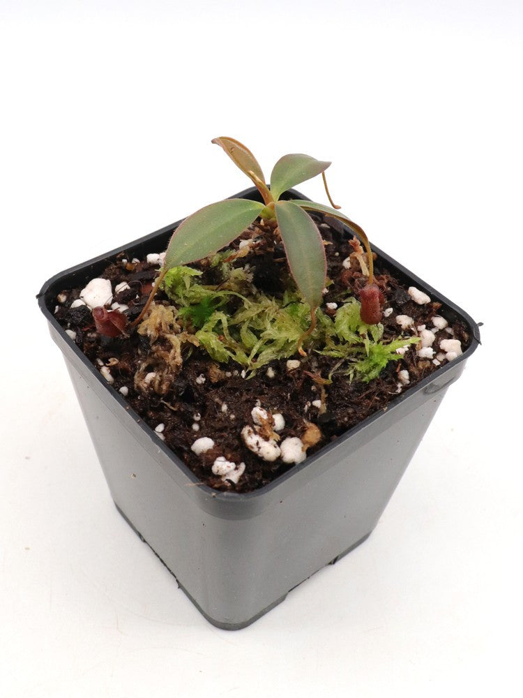 Nepenthes x Alisaputrana Mount Tambuyukon, Borneo