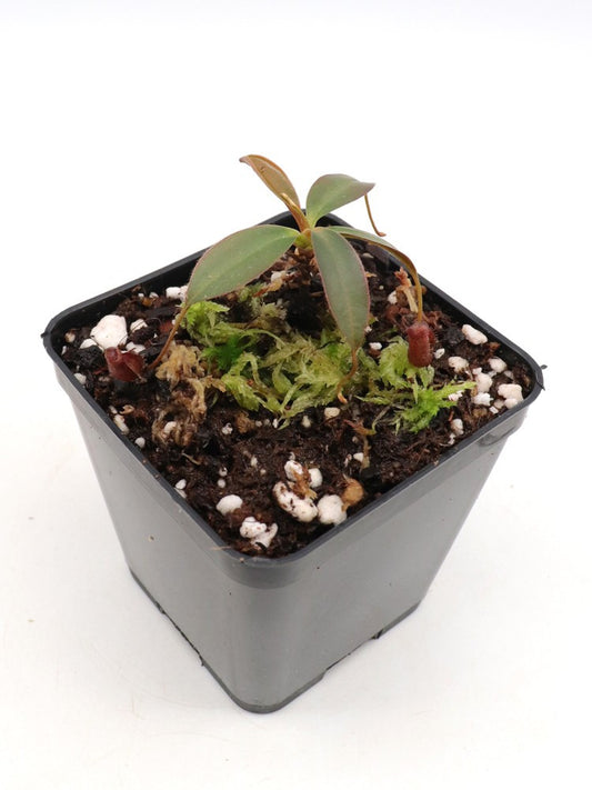 Nepenthes x Alisaputrana   Mount Tambuyukon, Borneo