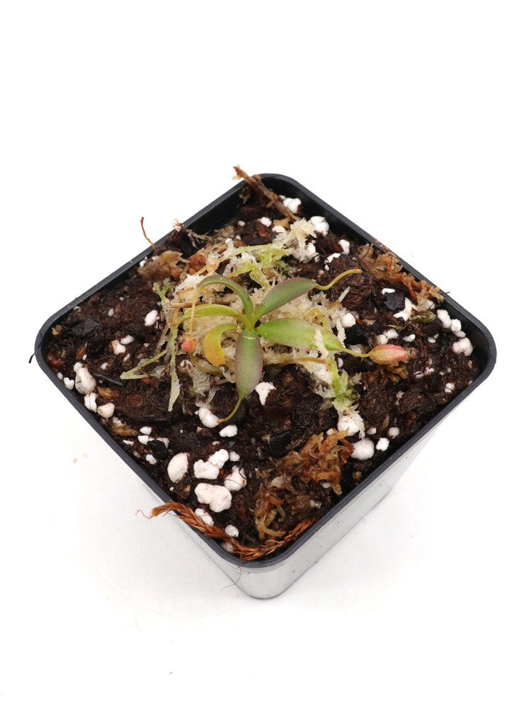 Nepenthes x Alisaputrana Mount Tambuyukon, Borneo