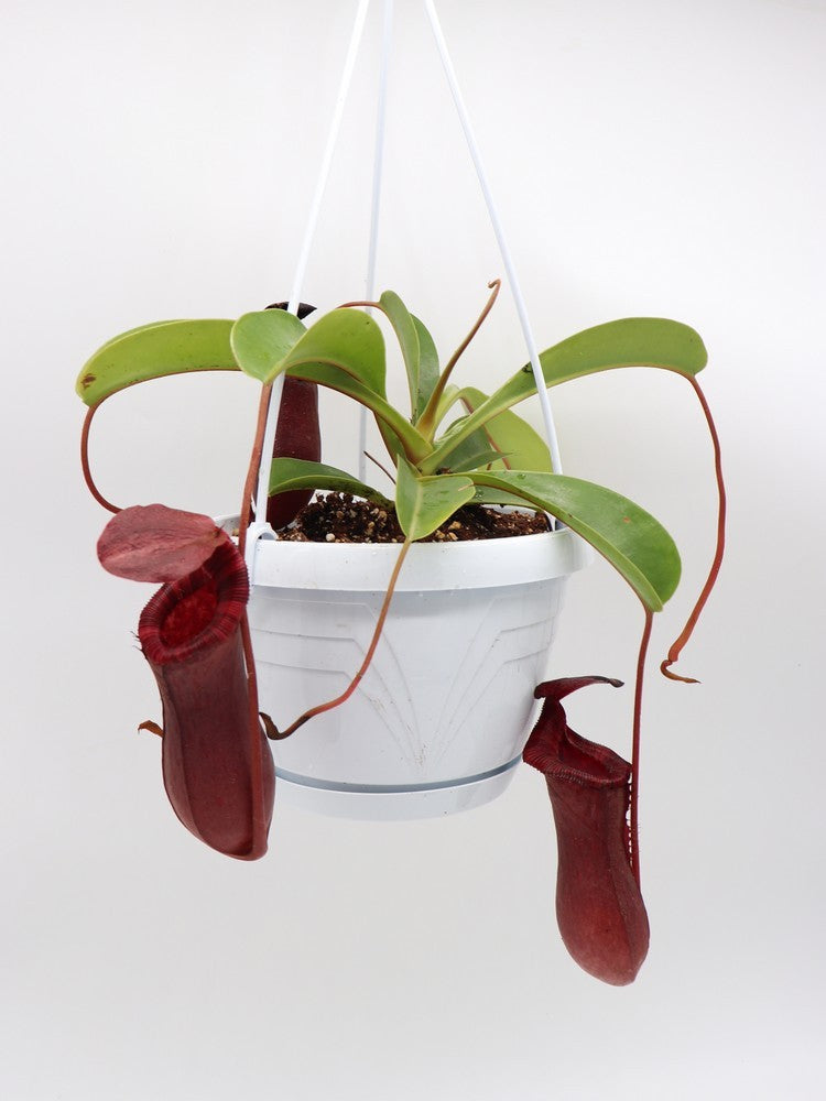 Nepenthes x "Briggsiana" Lowii x ventricosa