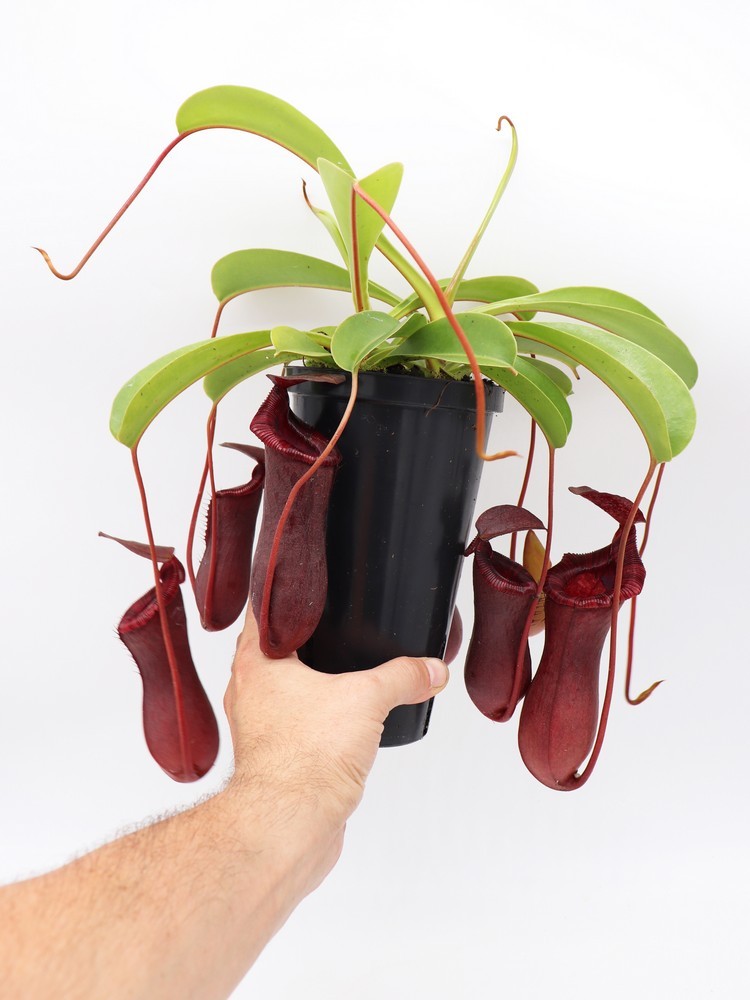 Nepenthes x "Briggsiana" Lowii x ventricosa