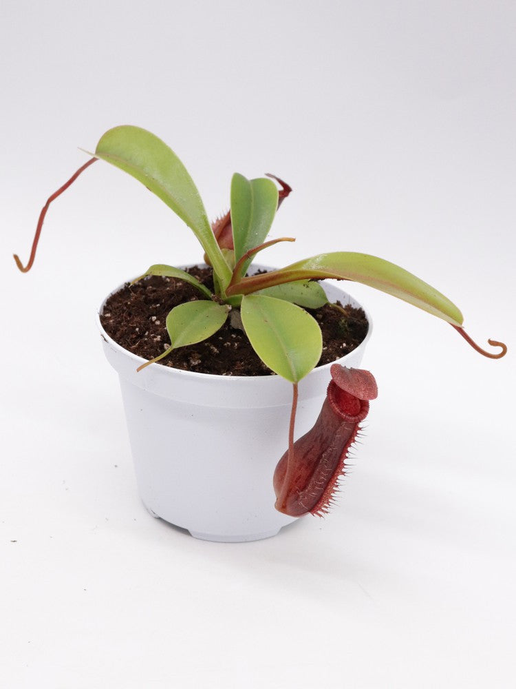 Nepenthes x "Briggsiana" Lowii x ventricosa