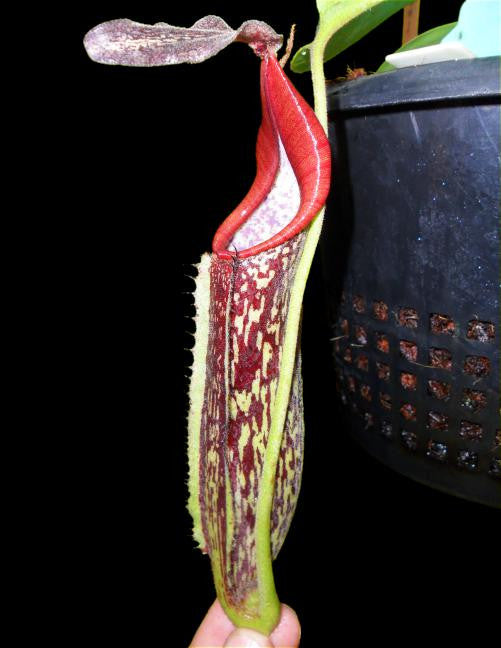 Nepenthes zakriana "Mamut Copper mine"  BE-3465
