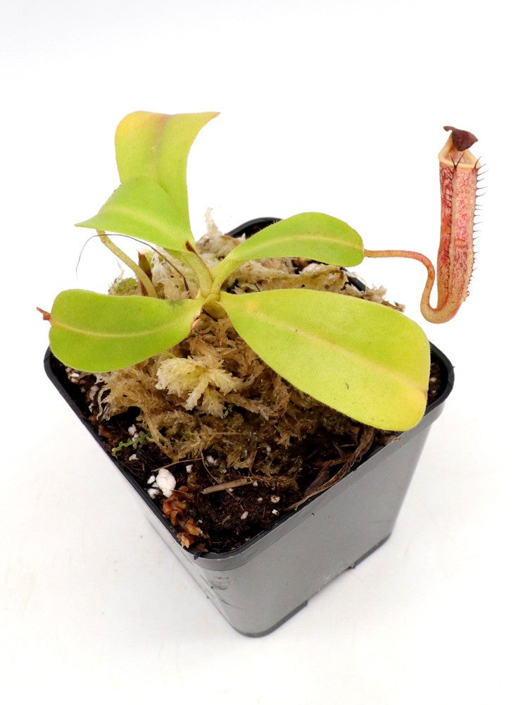 Nepenthes zakriana Gunung Alab, Crocker Range, Sabah, Borneo