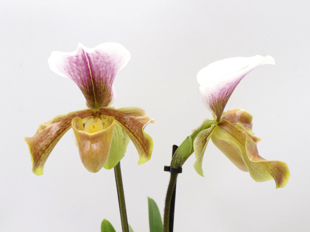 ORCHIDEA PAPHIOPEDILUM Violetto doppio fiore