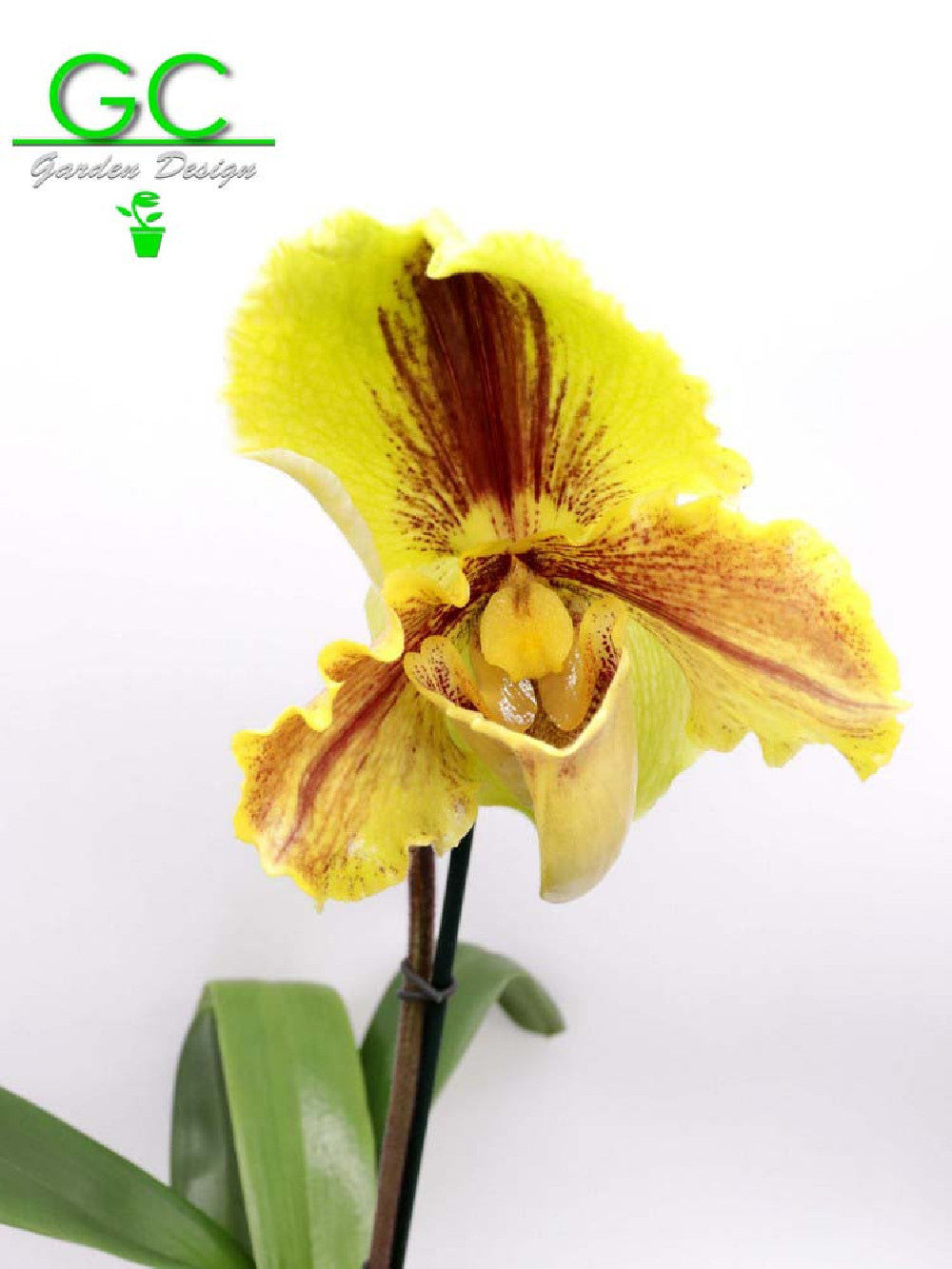 ORCHIDEA PAPHIOPEDILUM XL A FIORE GIALLO