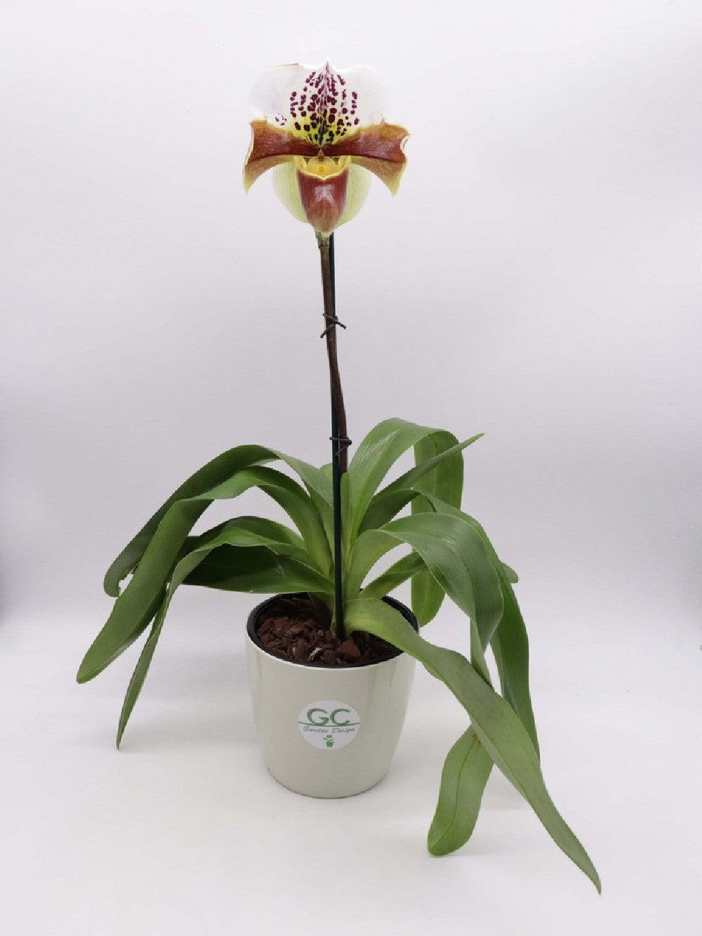 ORCHIDEA PAPHIOPEDILUM XL