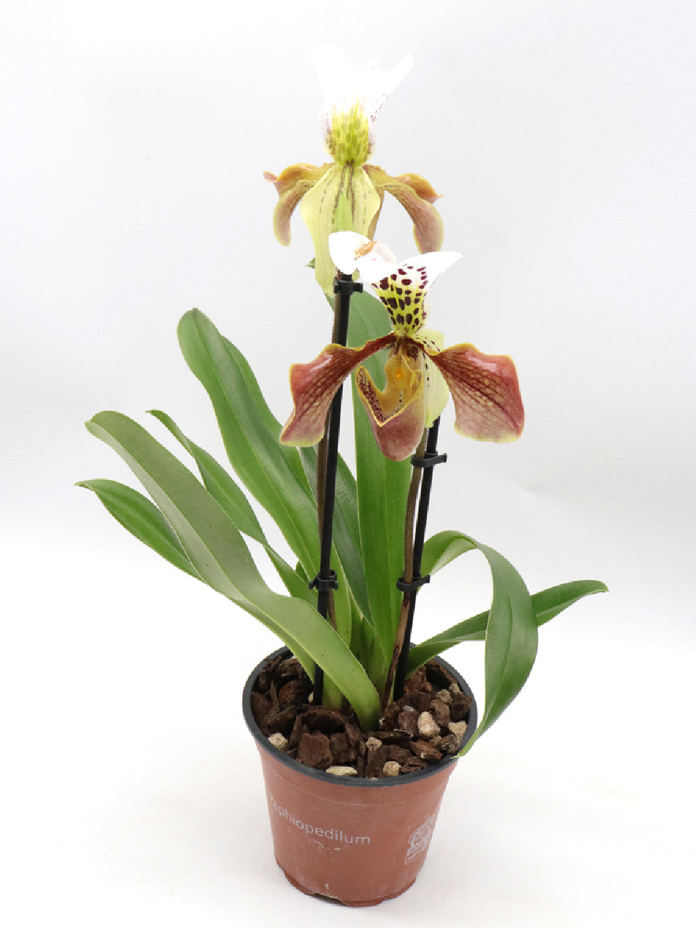 ORCHIDEA PAPHIOPEDILUM doppio fiore