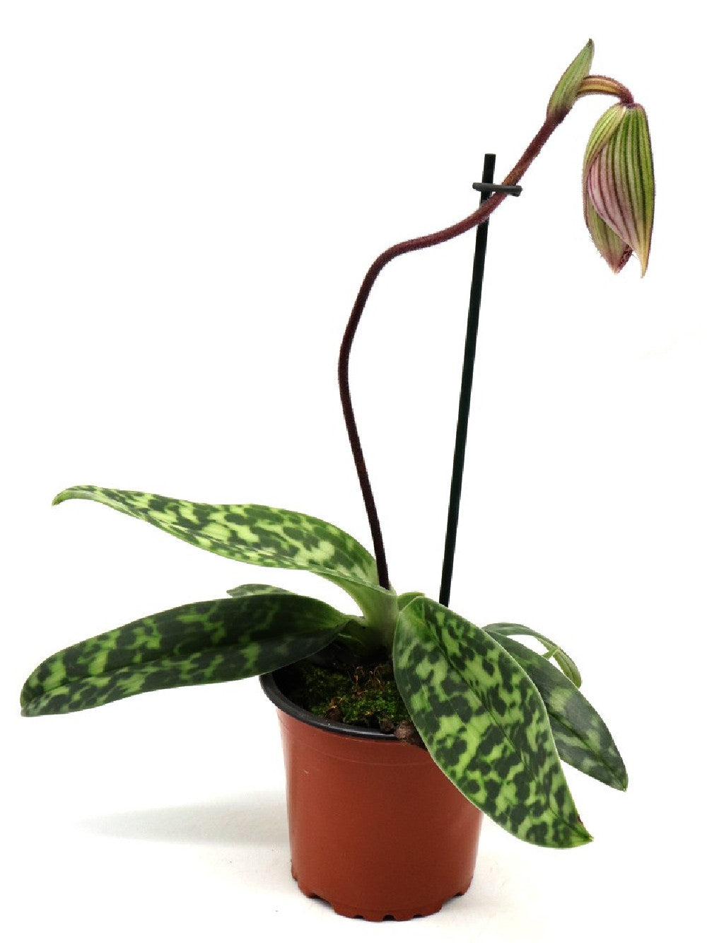 ORCHIDEA Paphiopedilum Maudiae vinicolor