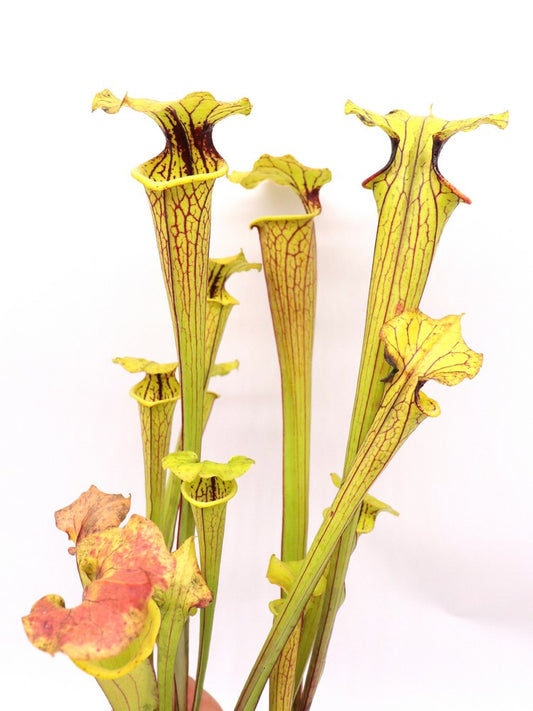 H2 GC S.x "Black Knight" x F1 GC atropurpurea "B.V.M." Yellow/Orange veined form