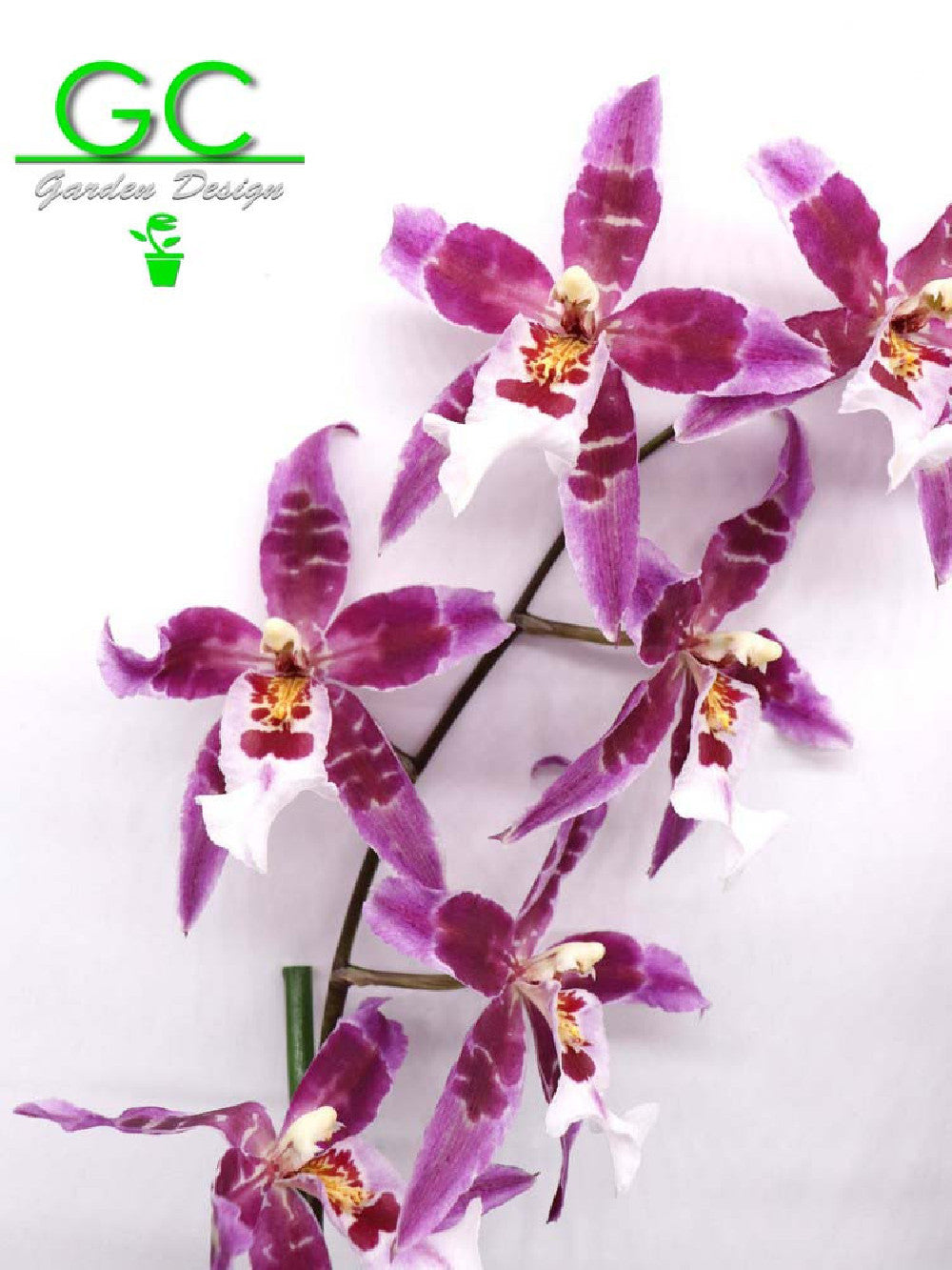 Orchidea Cambria "Purple flower"