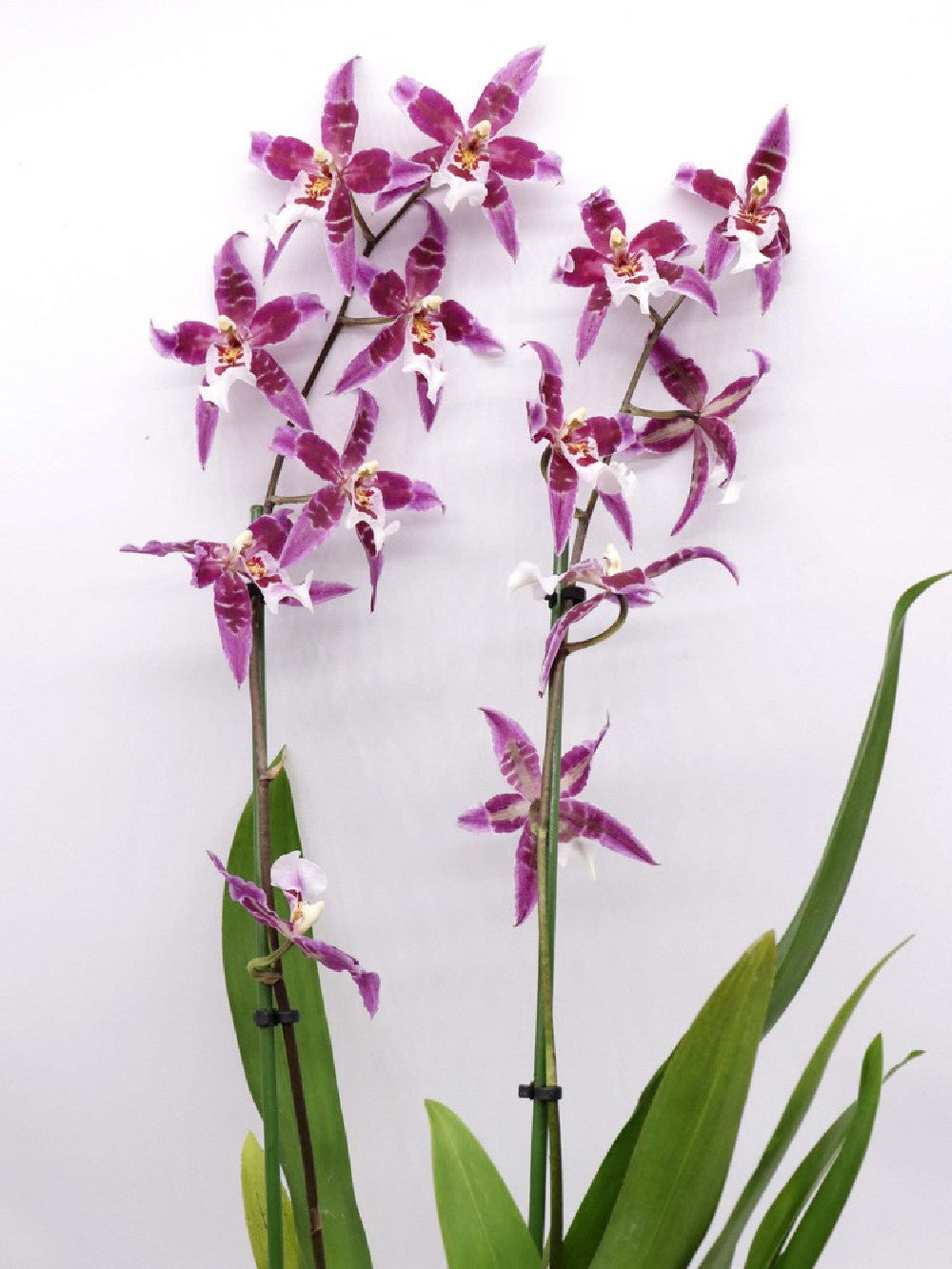 Orchidea Cambria "Purple flower"