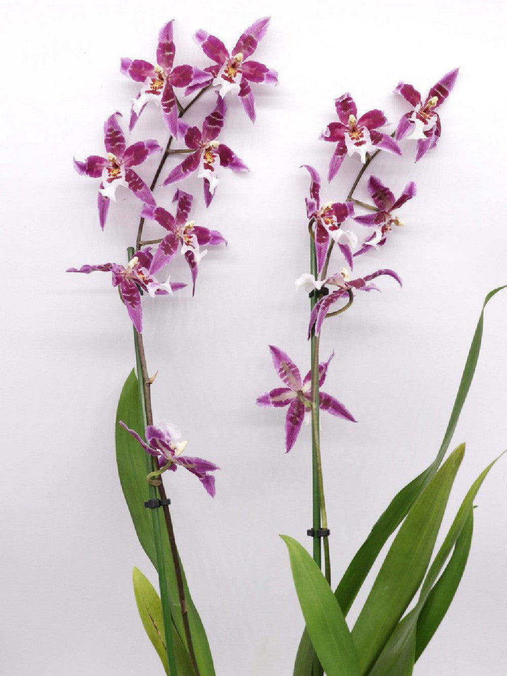 Orchidea Cambria "Purple flower"
