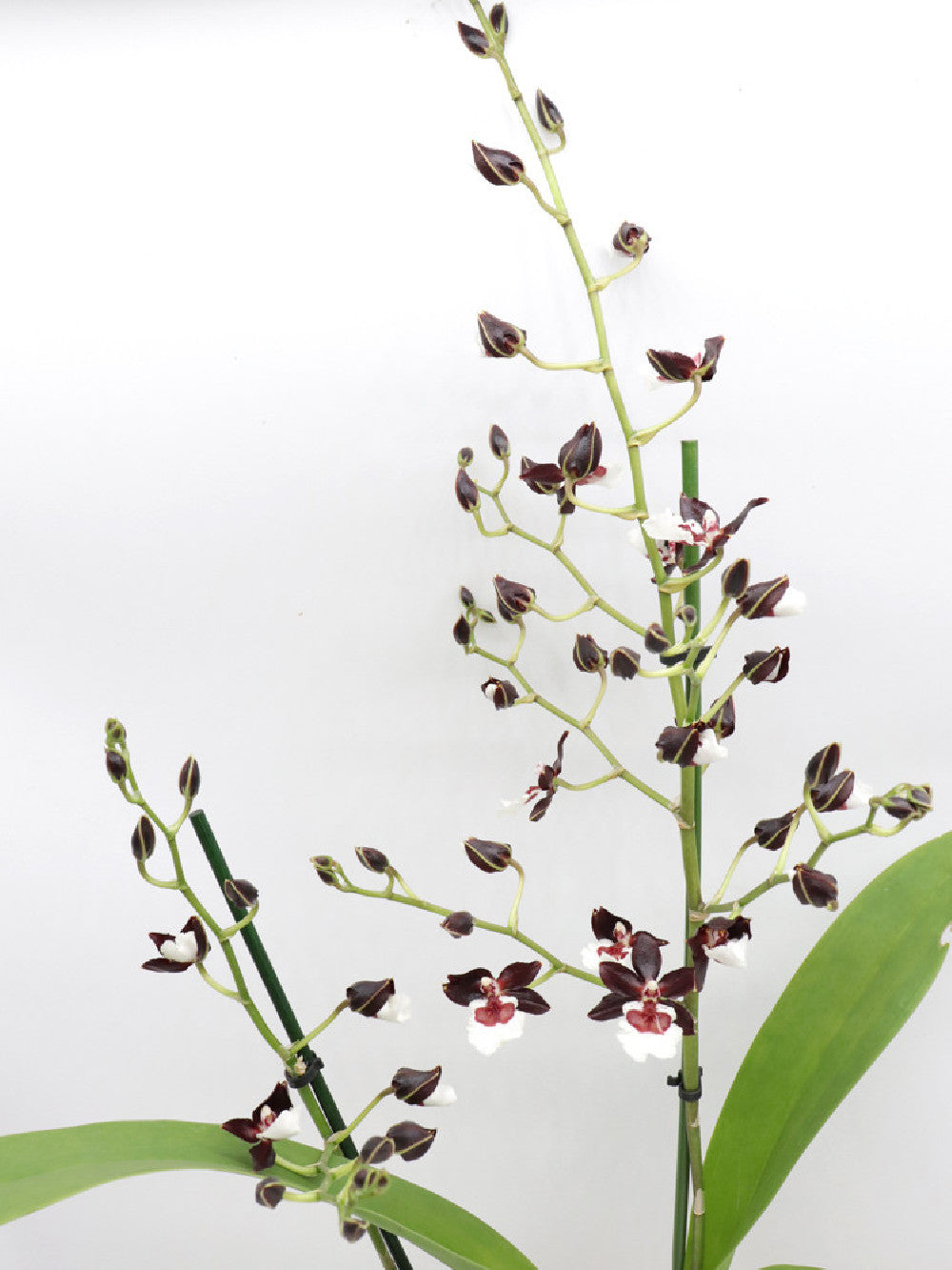 Orchidea Colmanara