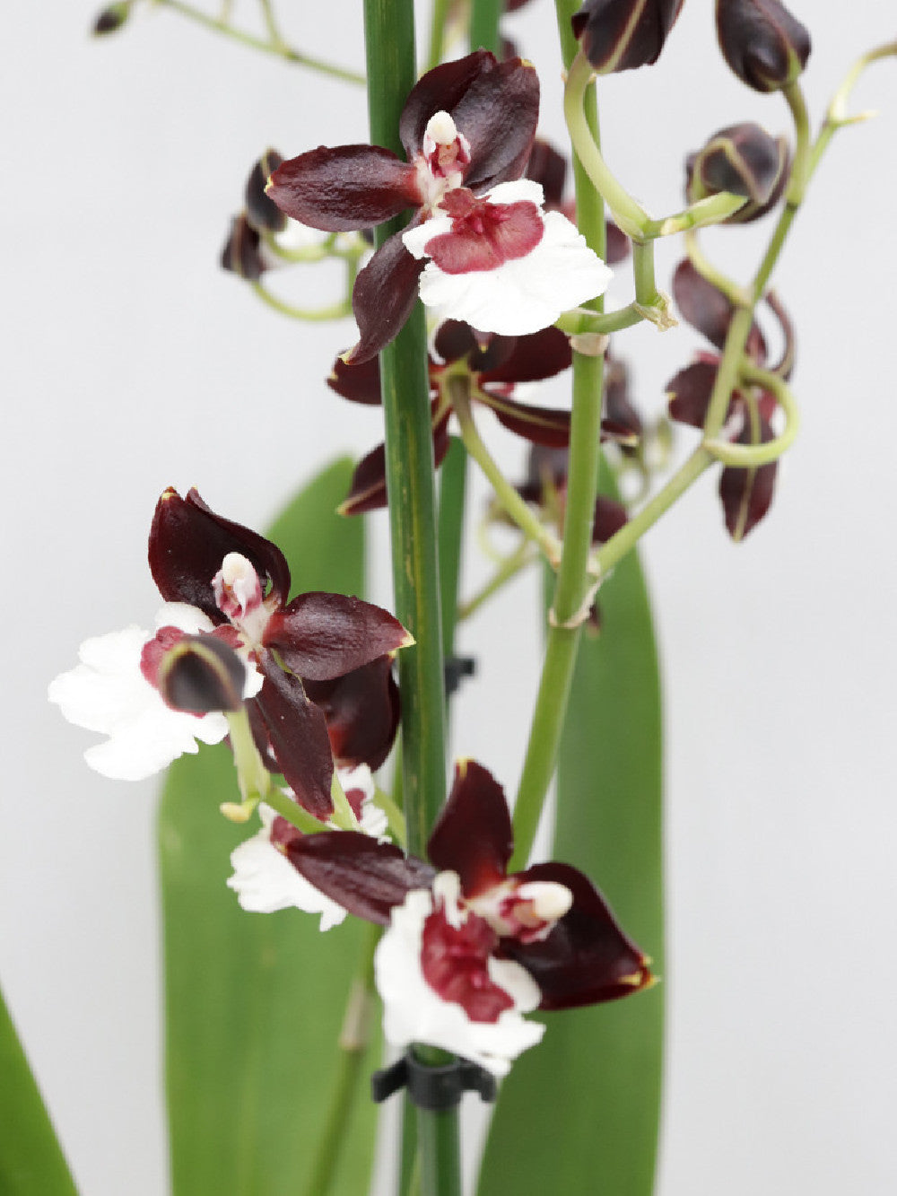 Orchidea Colmanara