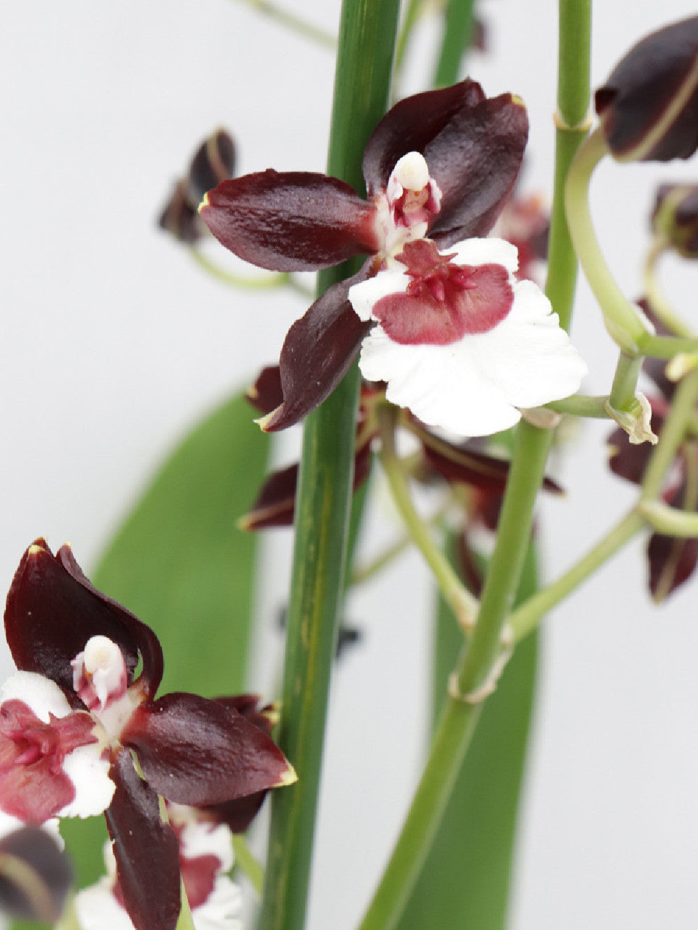 Orchidea Colmanara