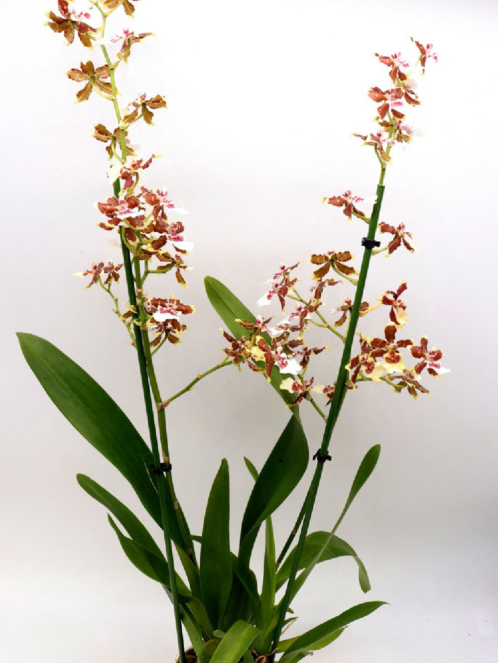 Orchidea Colmanara