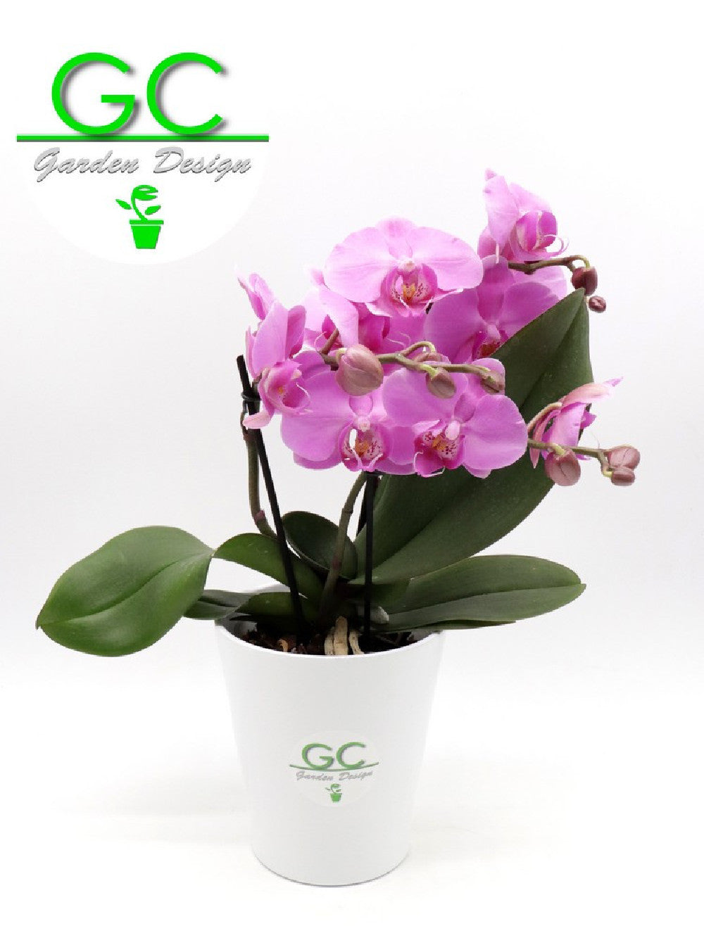 Orchidea LARGE SIZE a fiore rosa "BIG FLOWER" 2 scapi floreali