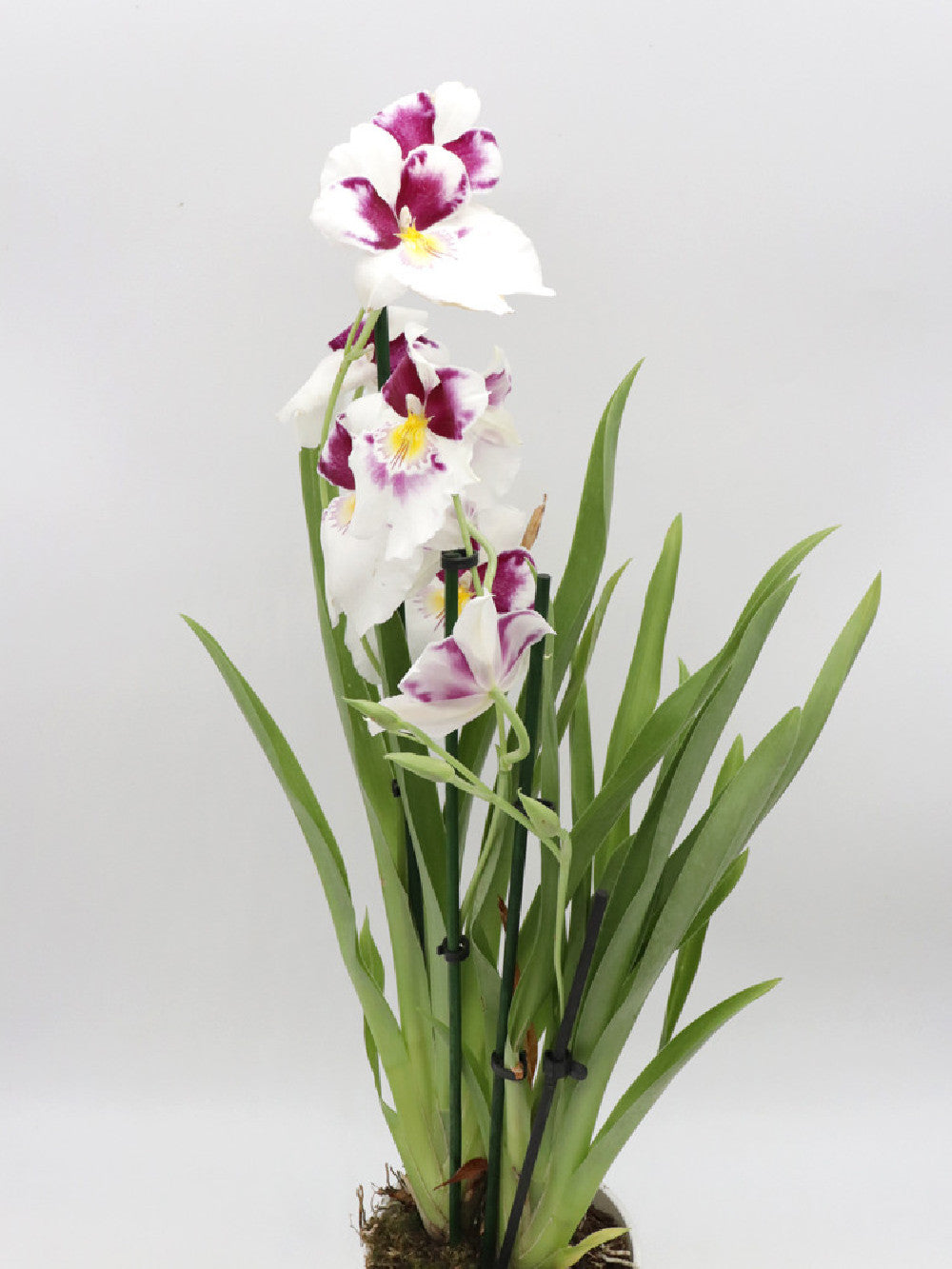 Orchidea Miltonia , Fiore bianco e viola profumato