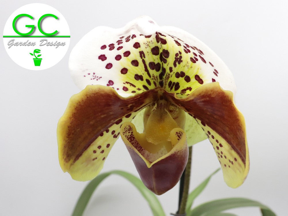Orchidea Paphiopedilum XXL in vaso design