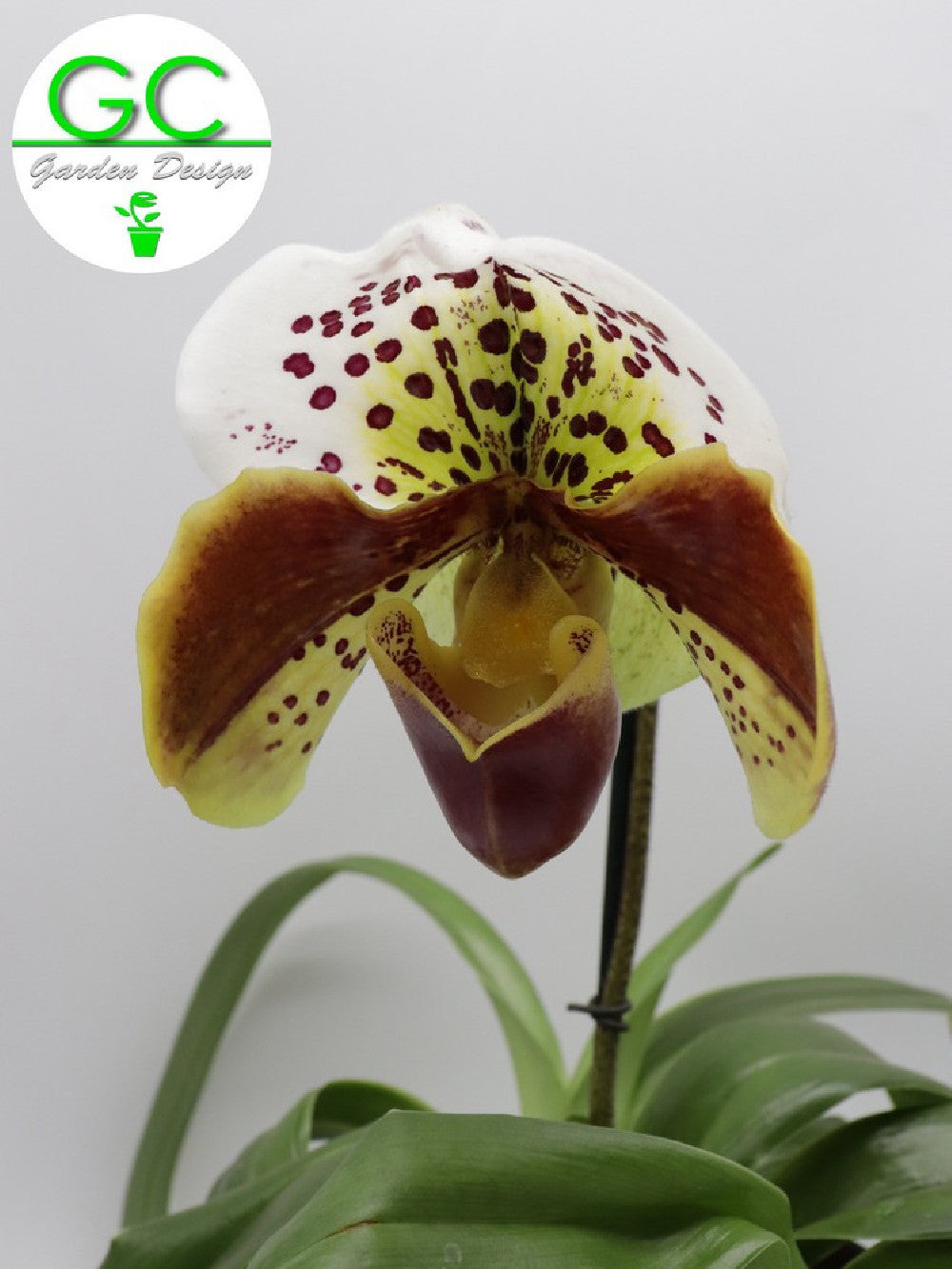 Orchidea Paphiopedilum XXL in vaso design