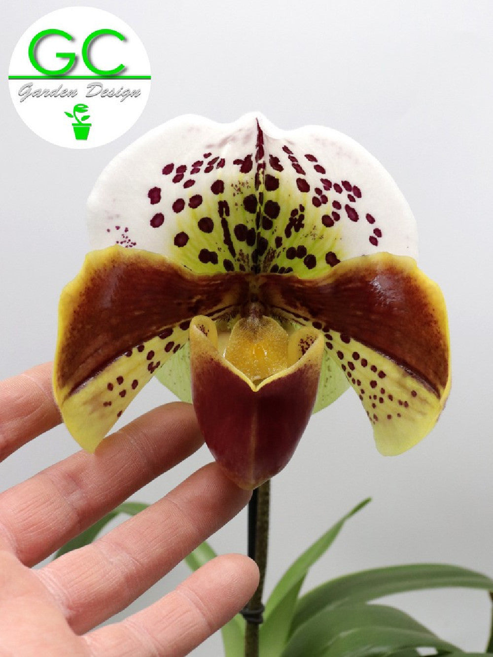 Orchidea Paphiopedilum XXL in vaso design