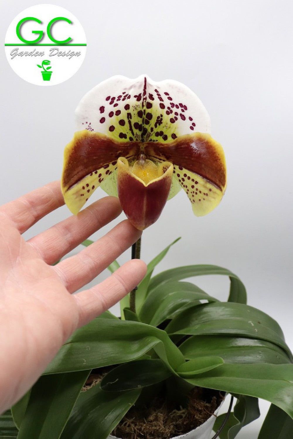 Orchidea Paphiopedilum XXL in vaso design
