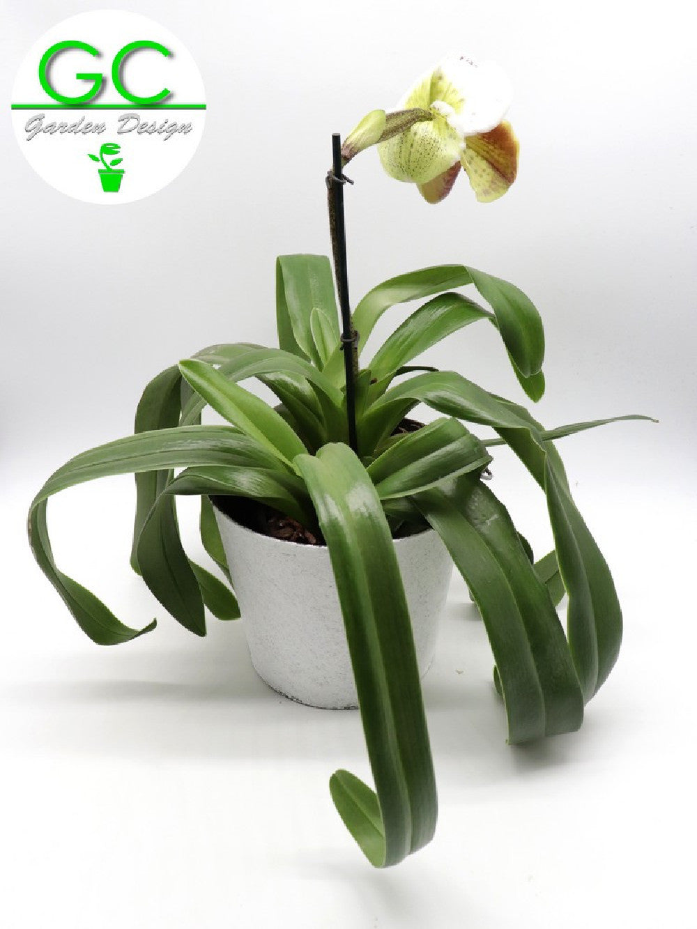 Orchidea Paphiopedilum XXL in vaso design