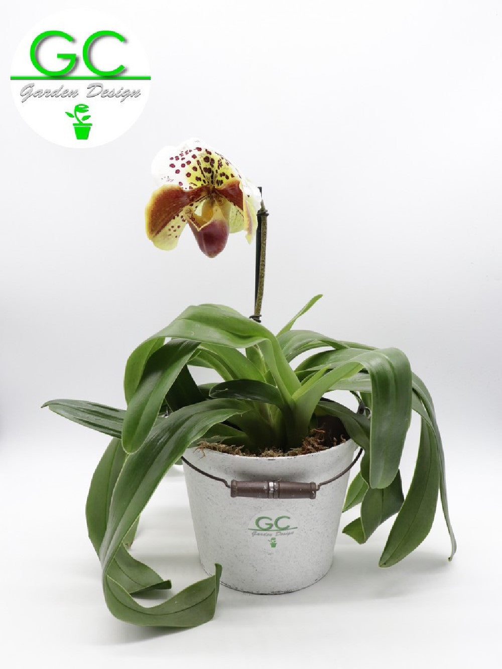 Orchidea Paphiopedilum XXL in vaso design