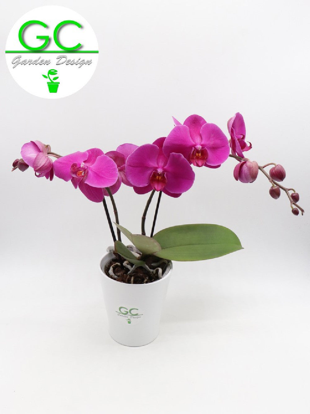 Orchidea a fiore Viola "BIG FLOWER" 2 scapi floreali