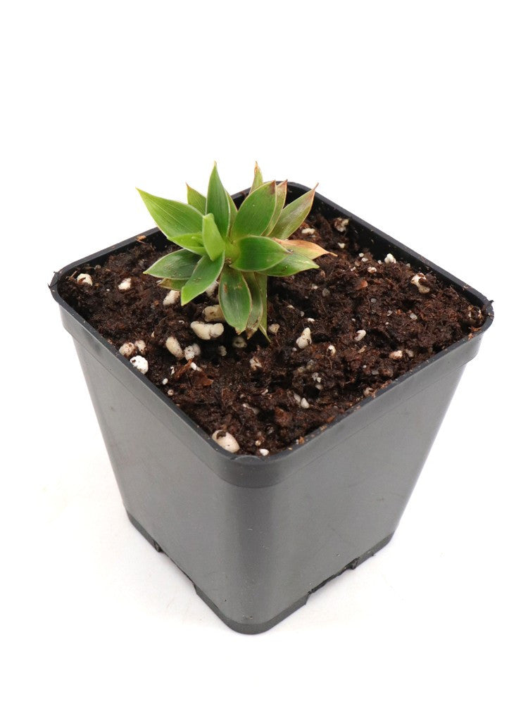 Orectanthe sceptrum   Auyan tepui, Venezuela