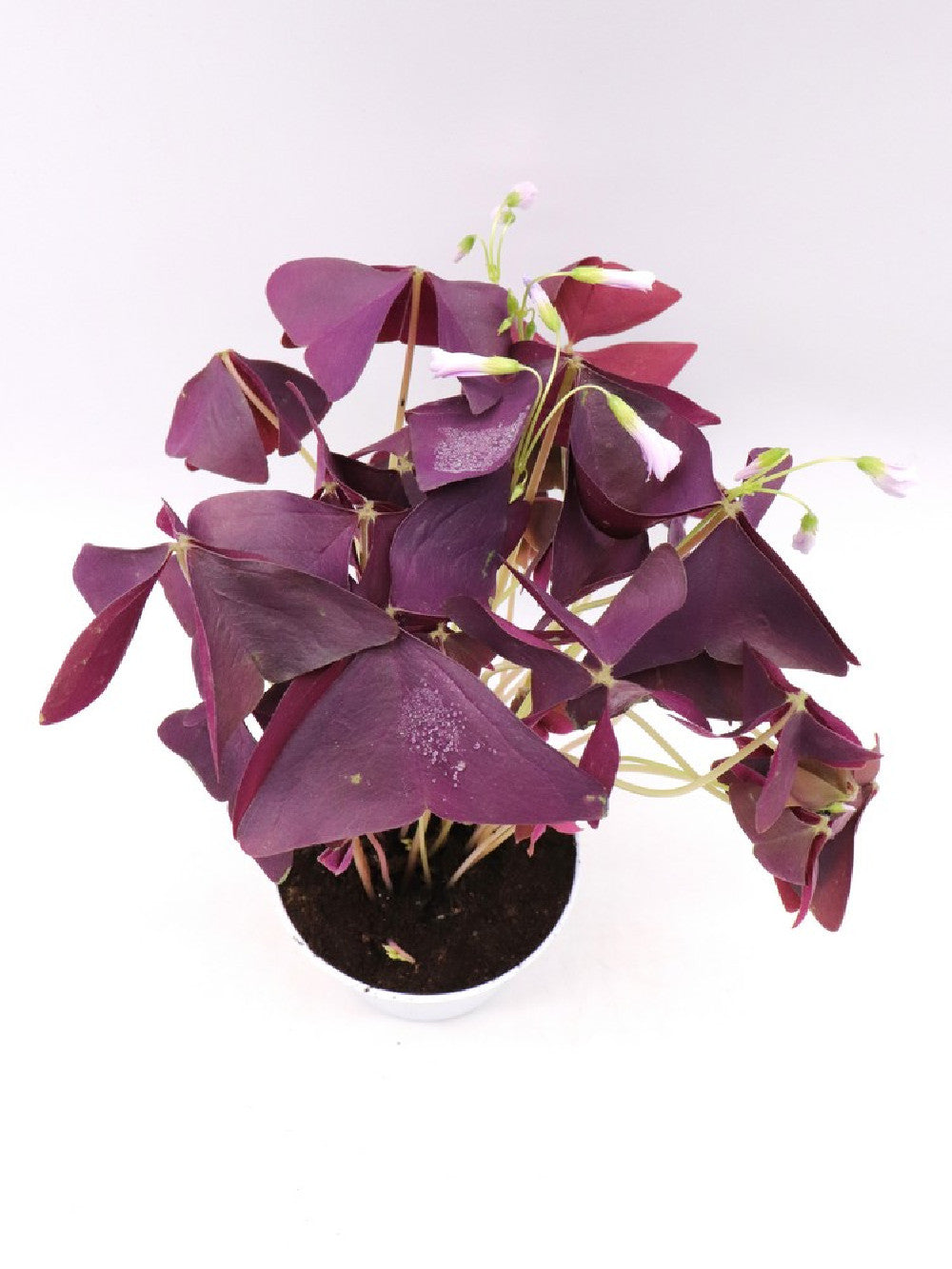 Oxalis triangularis purple