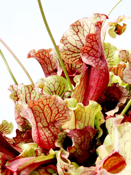 PV1 GC   Sarracenia purpurea ssp. venosa " Giant "