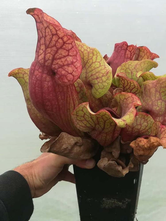 PV2 GC  Sarracenia purpurea ssp. venosa "  Giant "