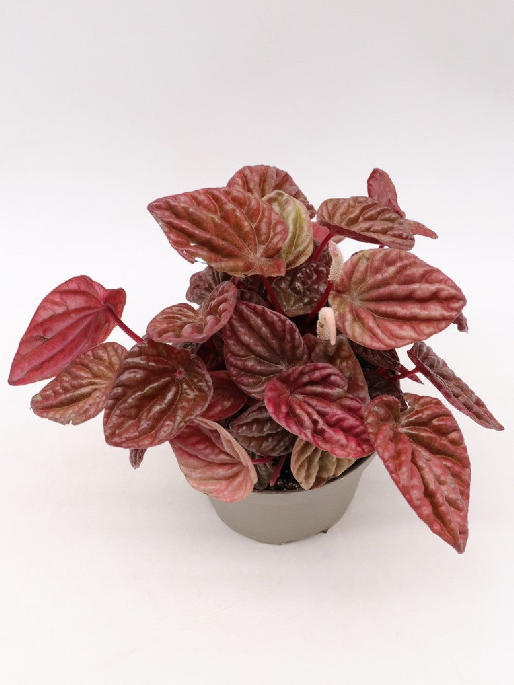 Peperomia "Red"