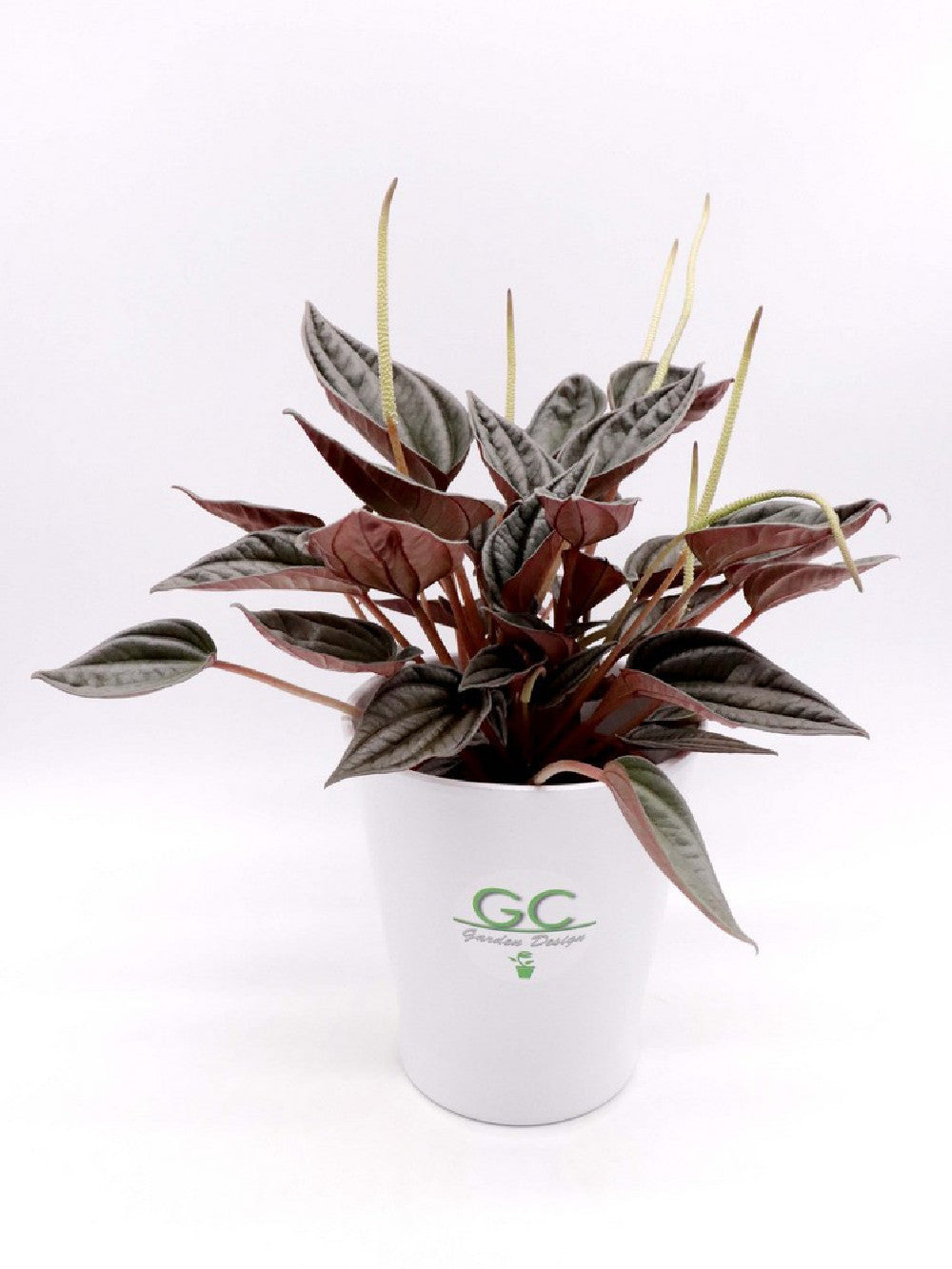 Peperomia grey