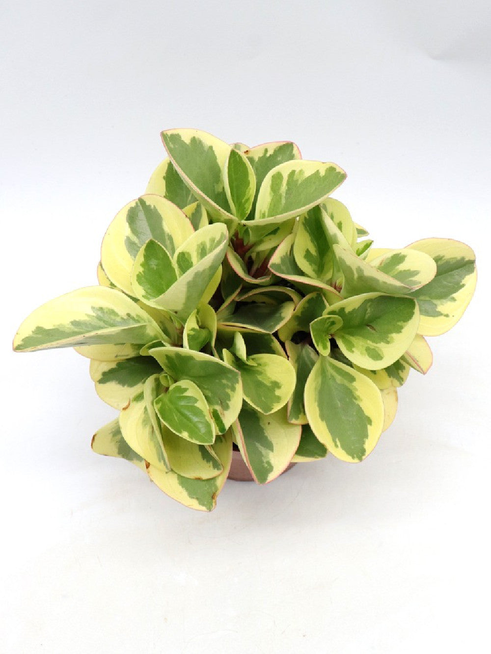 Peperomia obtusifolia 'Obtipan Bicolor'