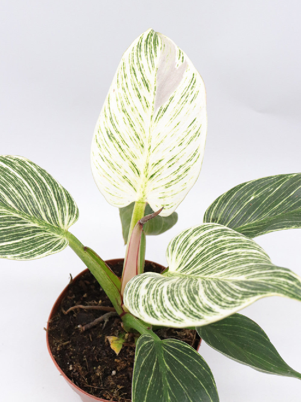 Philodendron birkin variegato