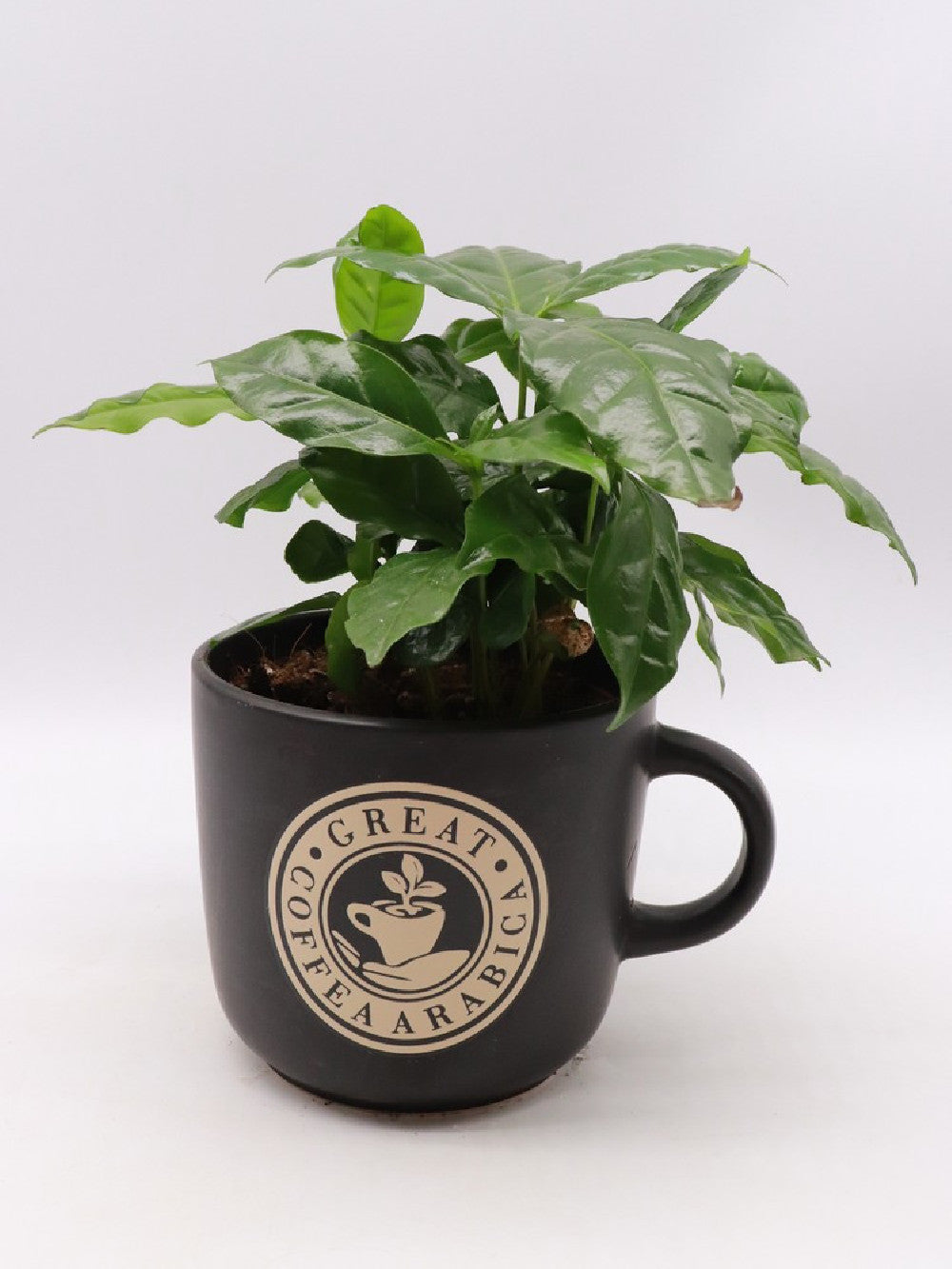 Pianta del caffe' in tazza grande "Black"