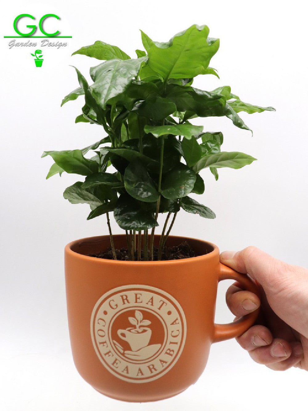 Pianta del caffe' in tazza grande "Cappuccino"