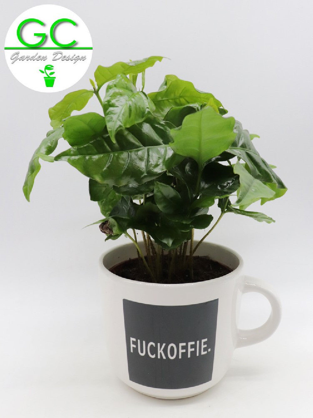 Pianta del caffe' in tazza grande "Fuckoffie"
