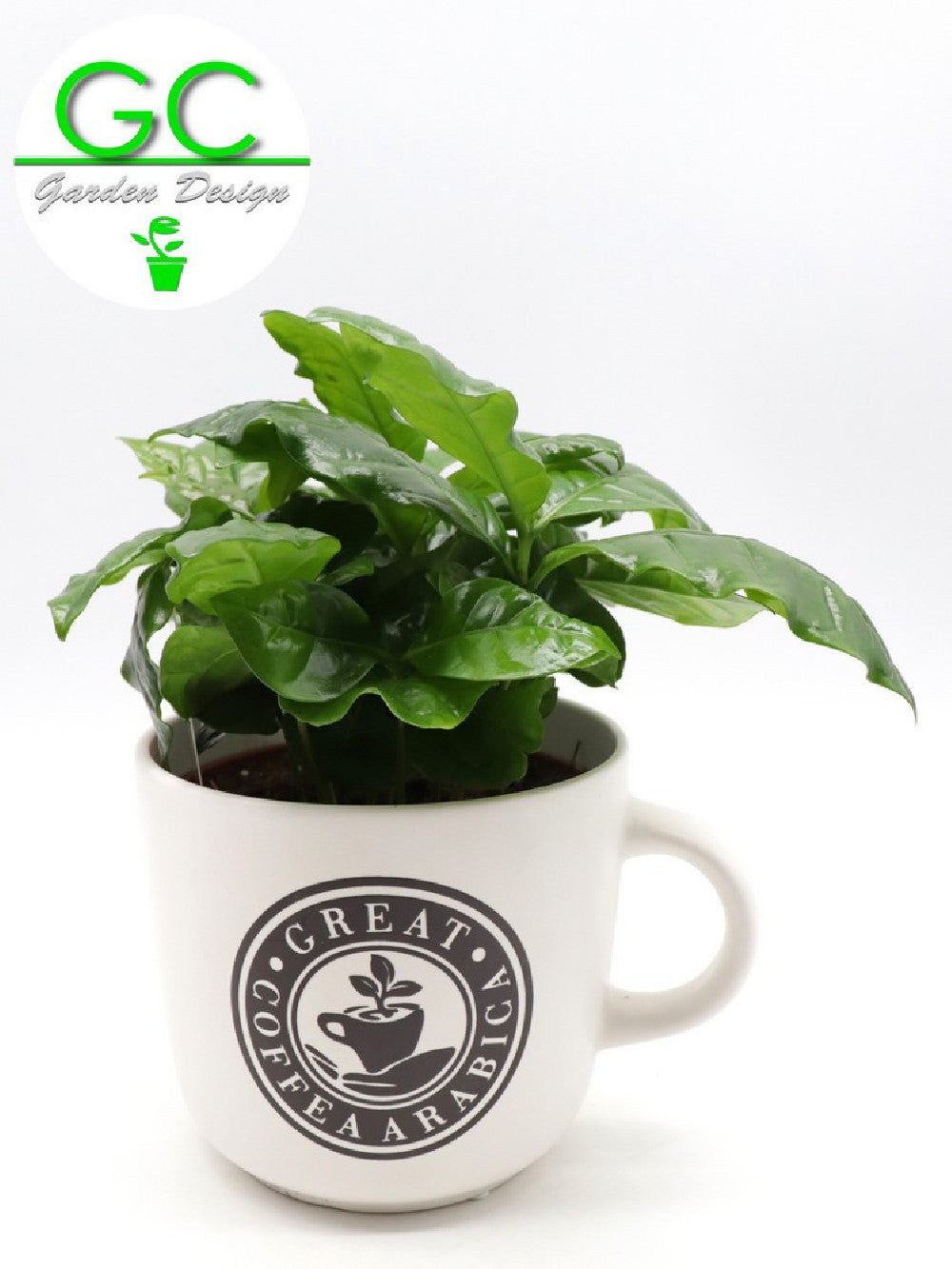 Pianta del caffe' in tazza grande "WHITE"