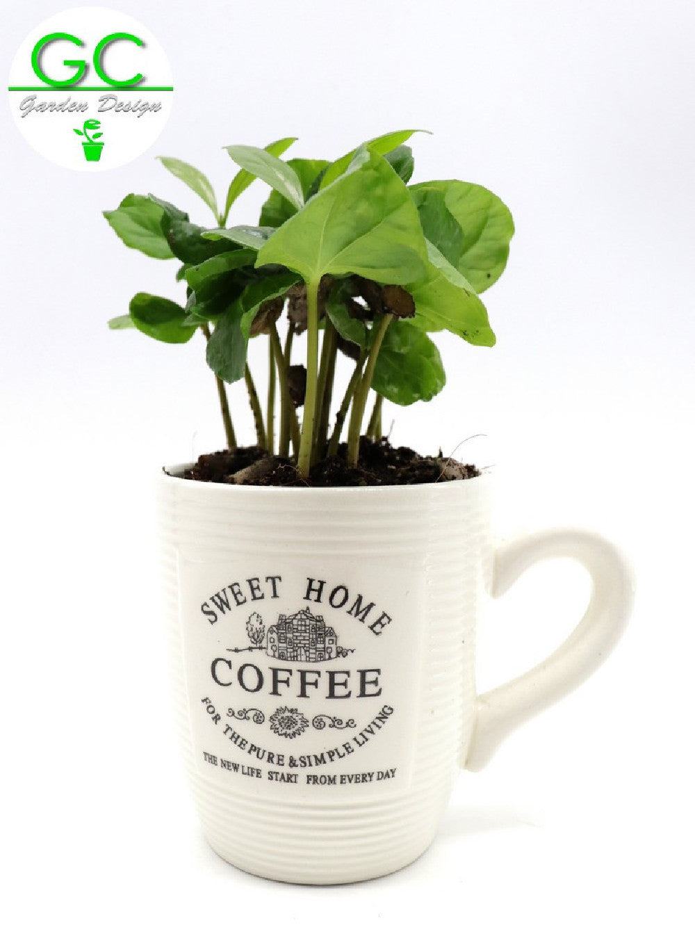 Pianta del caffe' in tazza piccola