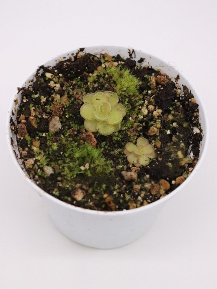 Pinguicula Kondoi   Aramberii, Nuevo Leon, Mexico